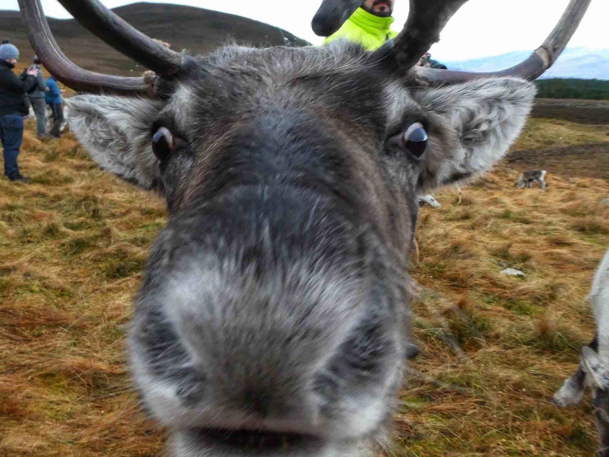 Cairngorm Reindeer Centre (Rentierpark), Aviemore, Schottland, Großbritannien