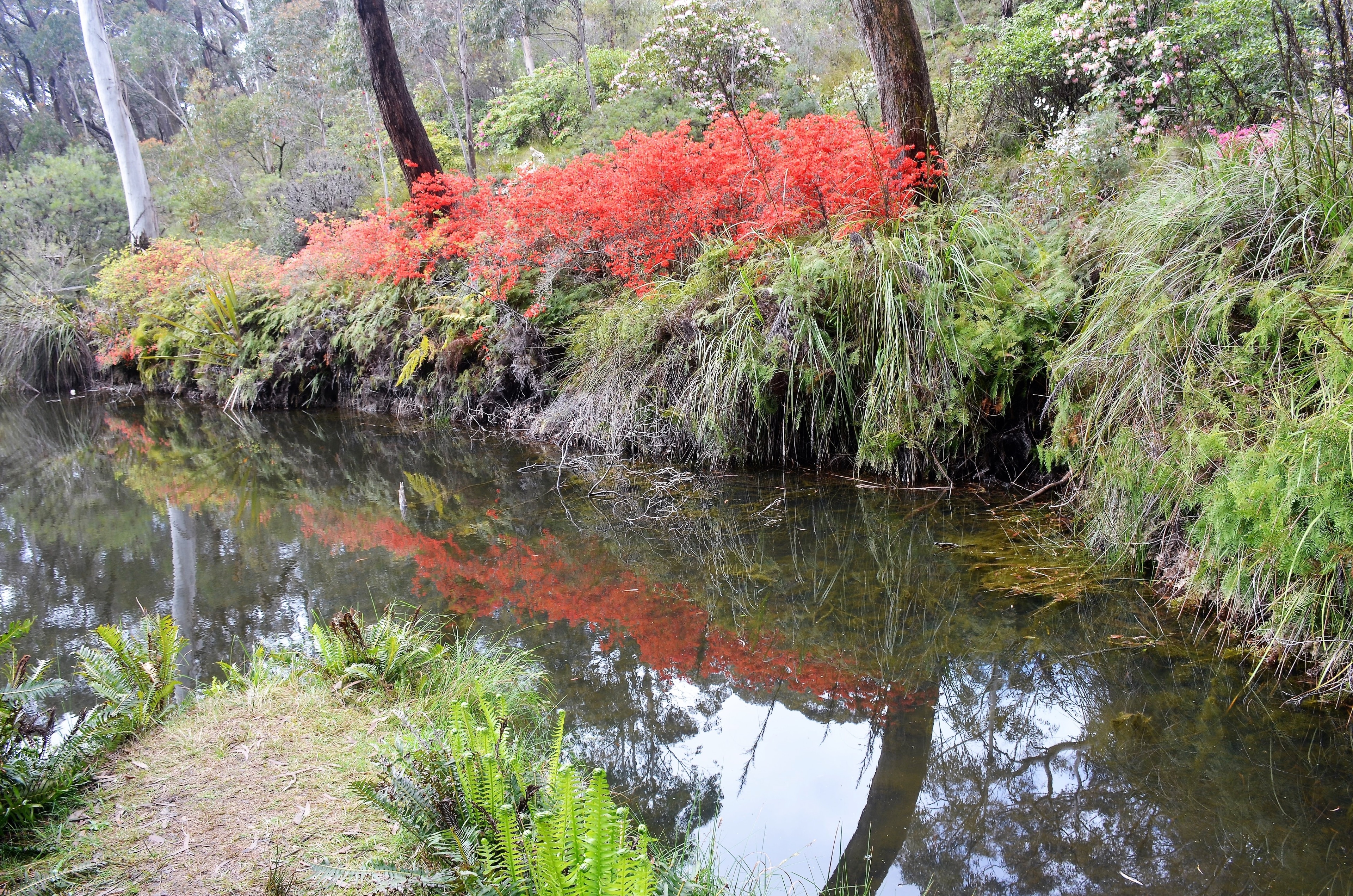 Jardins des Rhododendrons Campbell, Blackheath, Nouvelle-Galles-du-Sud, Australie