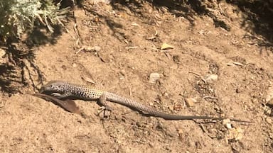 Just one of the many lizards running around in the brush near Coleville. 

#lizard
#coleville
#koa
#nature