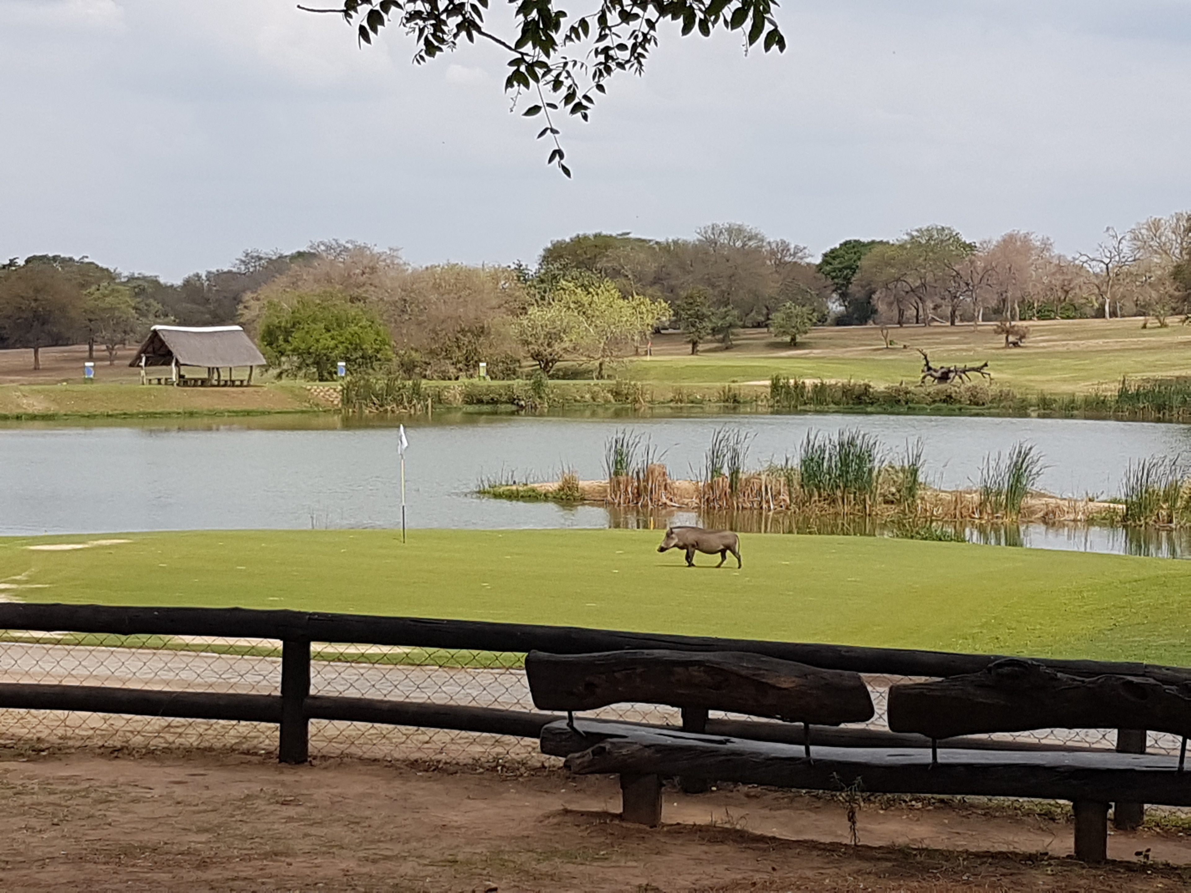 Listed as one of the most dangerous golf courses in the world.  This challenging course, in the heart of Kruger National Park, has no fences.  Crocs and hippos in the lakes, warthogs on the greens, it has it all! #lifeatexpedia #safari #golf #southafrica