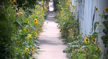 Sunflower Alley
Boulder, CO
August 2013