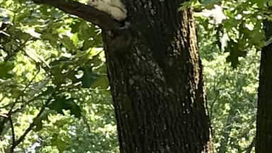 In Upstate S.C. and in NC we have amazing white squirrels! This one has been living in our yard for a while. If you look carefully his gray buddy squirrel is napping on the branch below! #Nature