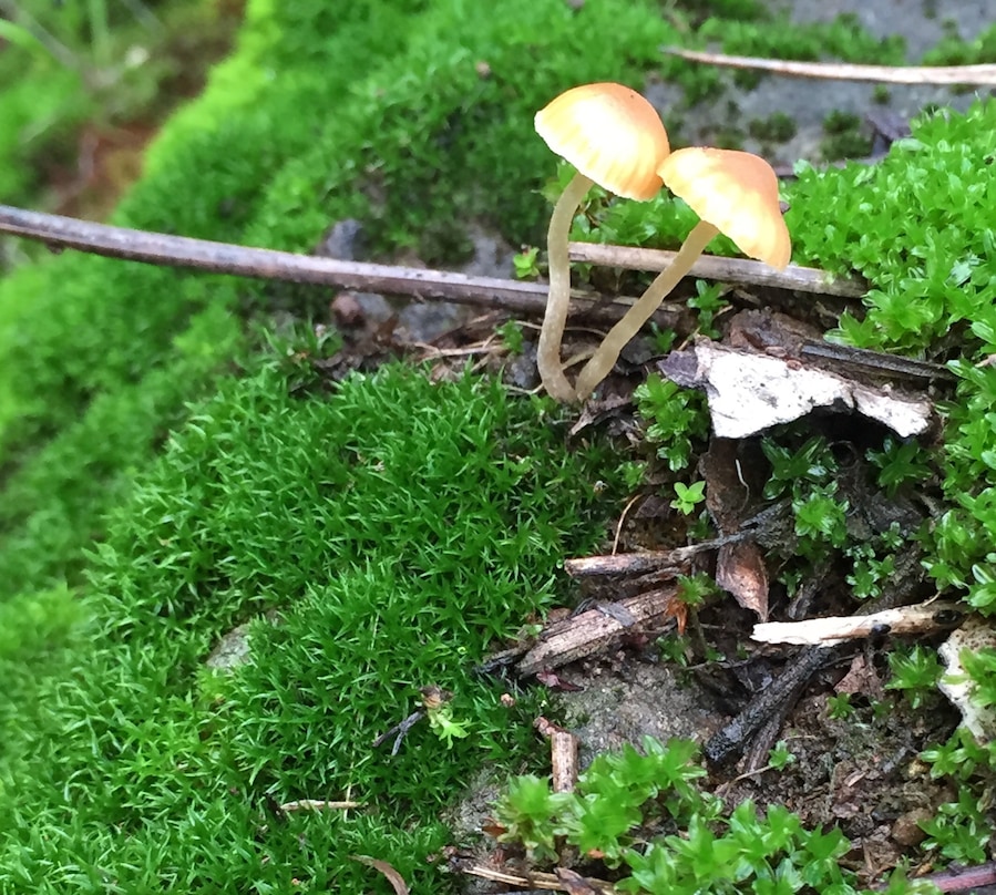 Beautiful place to hike this time of year. Lots of green and #mushrooms!