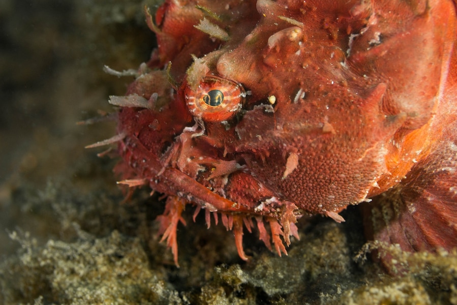 While shore diving in the waters around Halifax I got the chance to gaze into the eyes of a bright red sea raven... In case anyone was wondering it was love at first sight!
#red #scuba #diving #canada