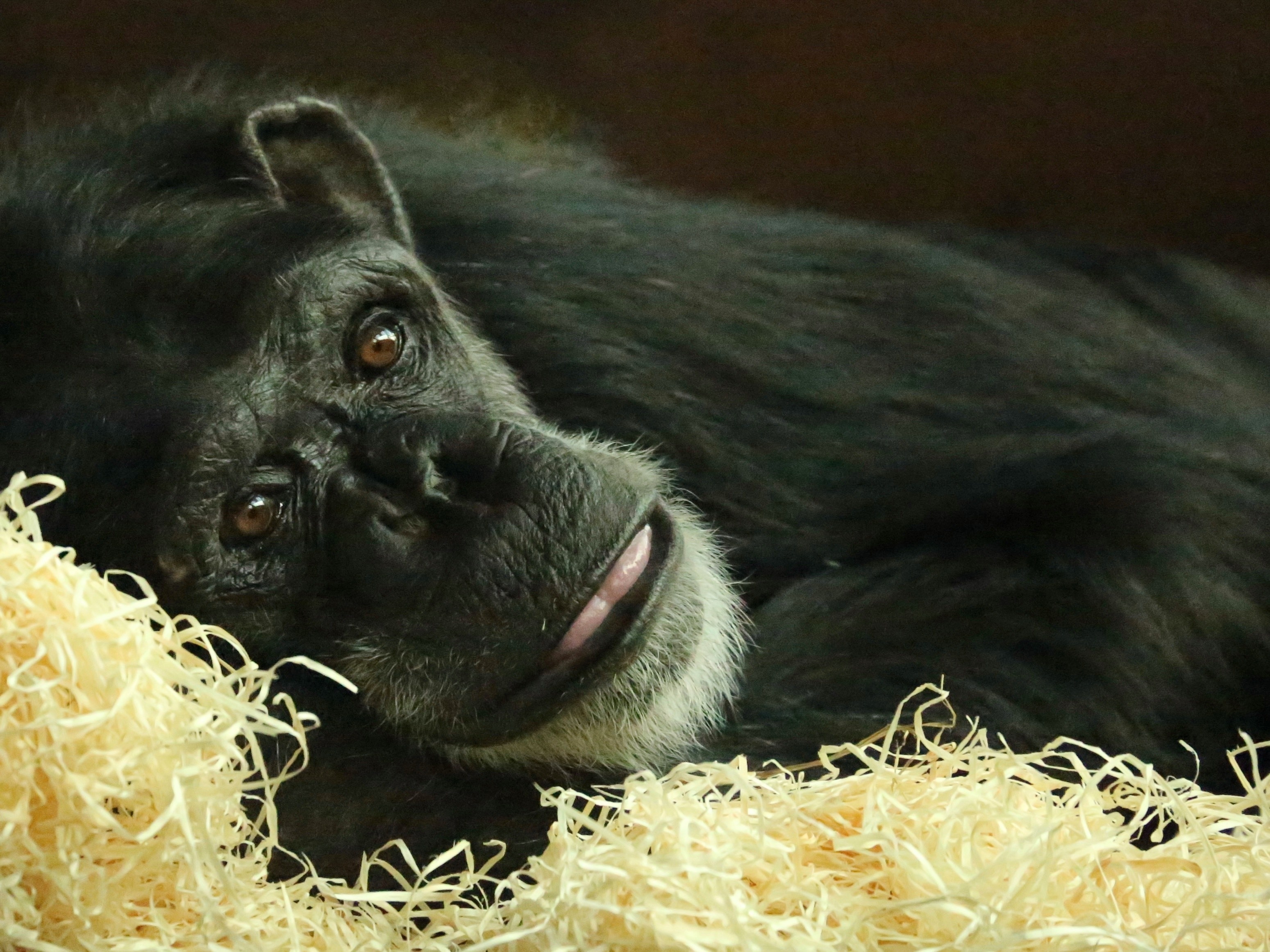The lovely chimpanzees called Freddy taking it easy.