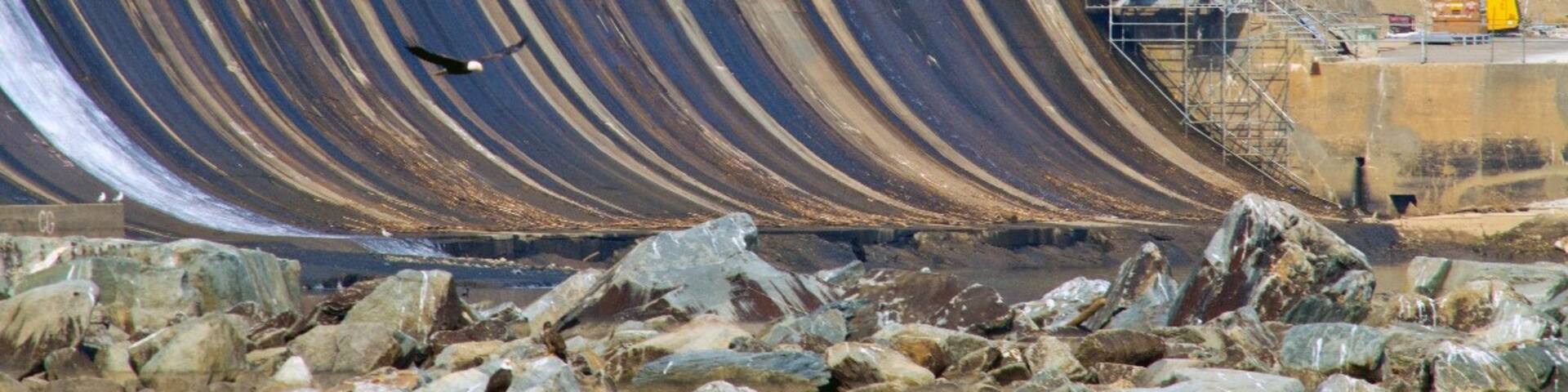 Conowingo is a power company damn in Maryland USA has the largest concentration of Eagles East of the Mississippi River.In the winter months and when the damn is open and water flowing, Fish are abondant and stunned for a while making it easy for the Eagle to swoop down and catch thier food.
Photographers with big big lenses come here to get great shots.