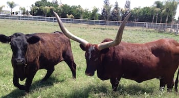 Driving through Shafter I saw this impressive set of horns!