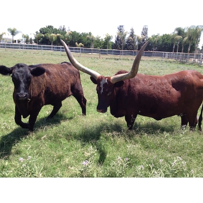 Driving through Shafter I saw this impressive set of horns!