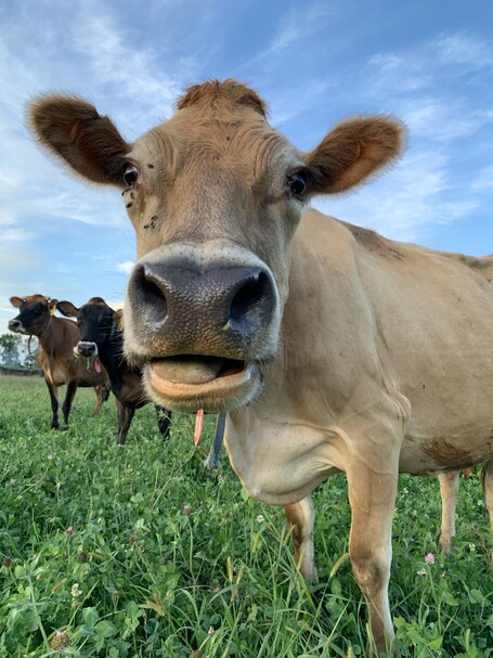 value: "Cute farm that you can stay at in Lancaster, PA"
