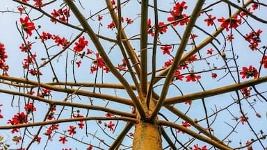 Flame-of-the-forest (aka Butea monosperma, or Palash in Hindi) in full bloom with red colored flowers under clear blue sky at my home in Greater Noida.

#LifeAtExpedia #Red #Flowers