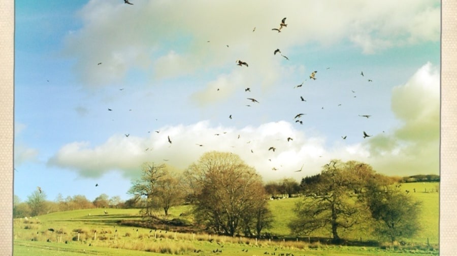 Red Kites feeding
