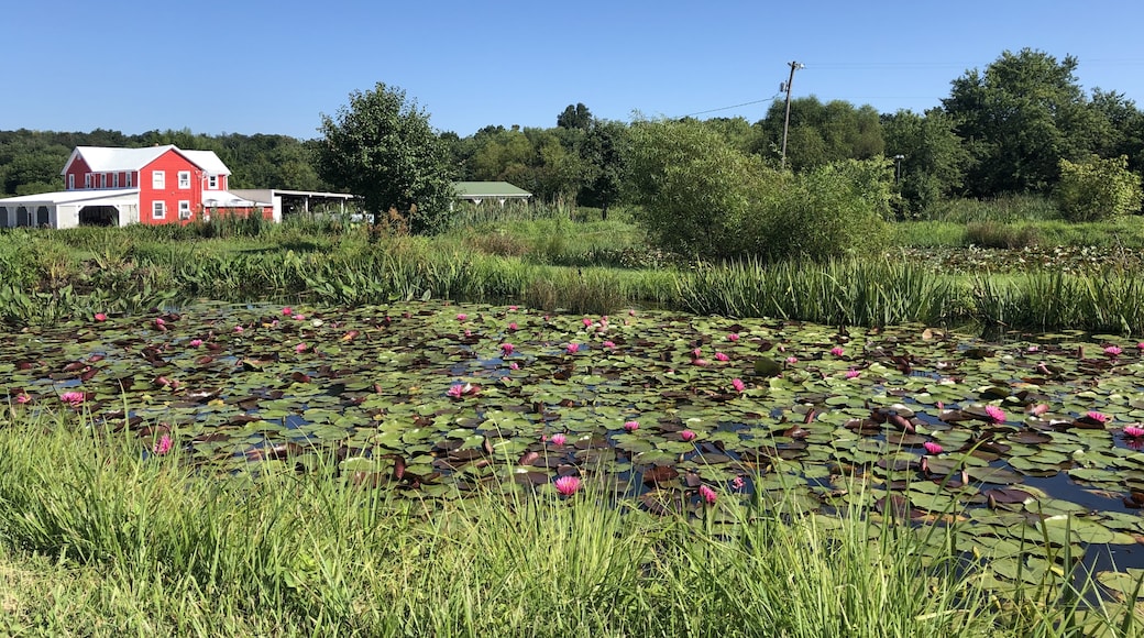 Lilypons Water Gardens, Urbana, Maryland, United States of America