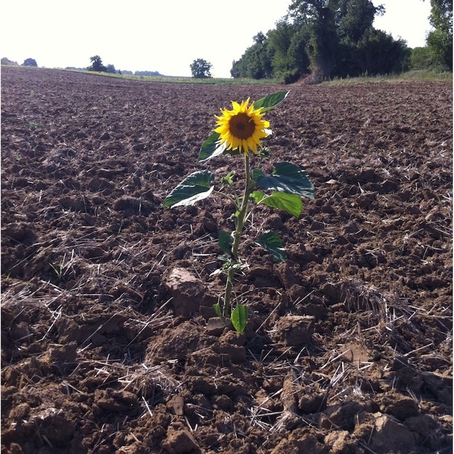 Lonely sunflower