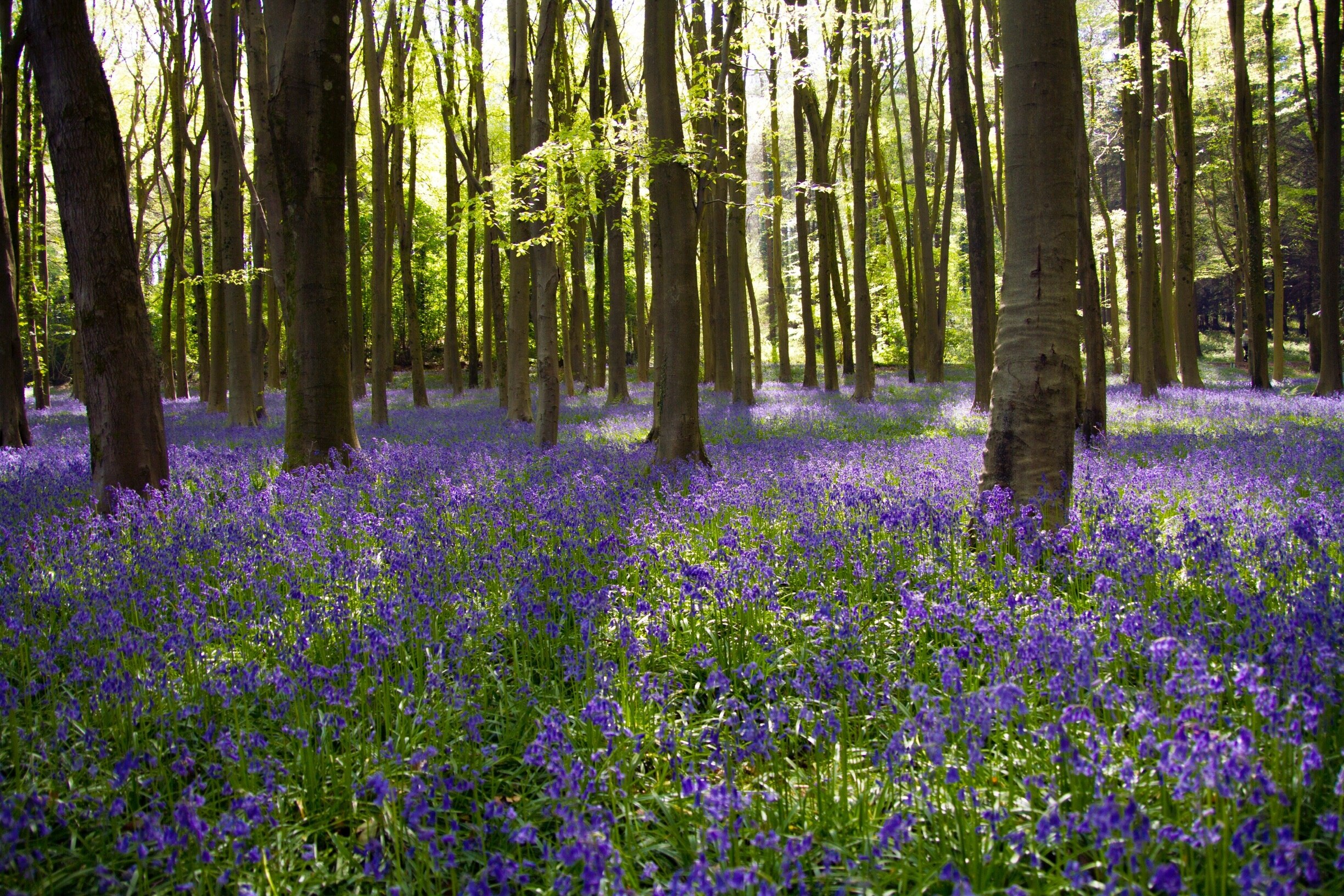 Foto von Shayne Gillard