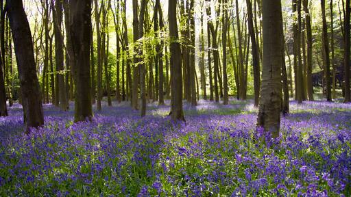 Foto von Shayne Gillard