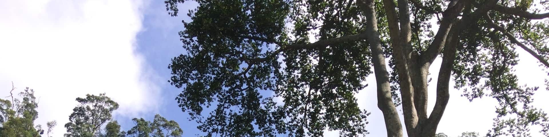 2nd tallest waterfall in Sri Lanka