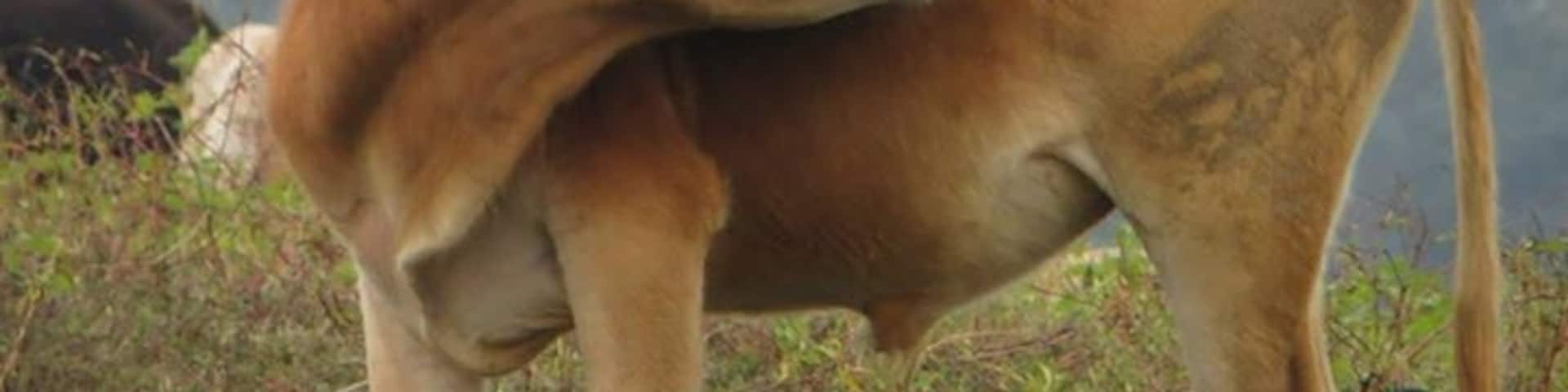 Amazing place for bird watching. Here the mynah bird is perching on the cow's back.