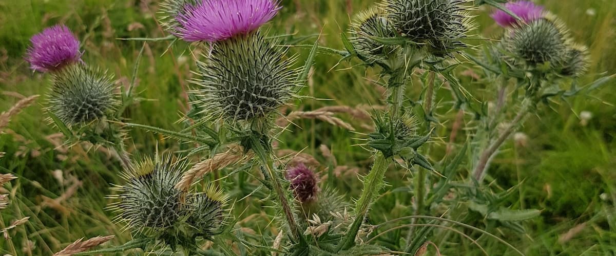Flower of Scotland