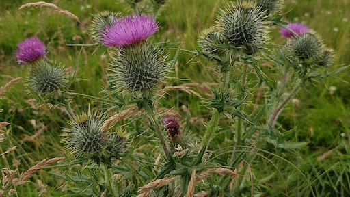 Photo by Sarah Stuart