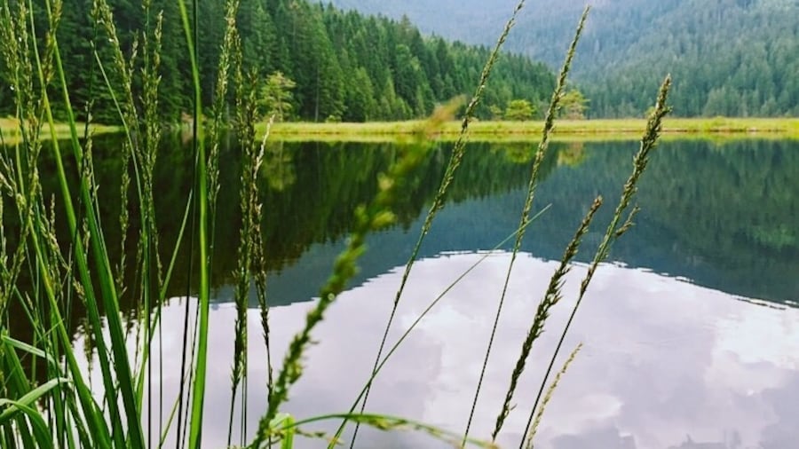 #arbersee #bodenmais #schwimmendeinseln #bewölkt #hiking #nature #bavarianforest #germany #bavaria #sea #mountain #trekking #aquatrove #green #cloudy