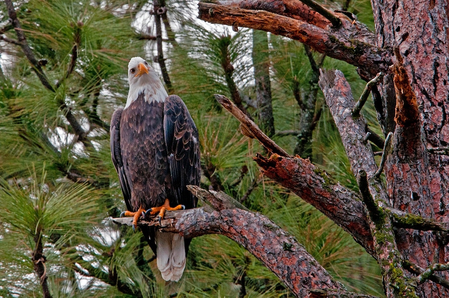 When the Kokanee spawn in the lake, Bald Eagles migrate in to feast on the fish. This one seemed to be observing me as much as I was observing him.
#nature
#outdoors
#bald_eagle
#animals