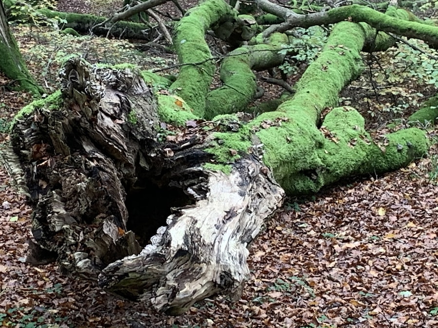 Troldeskoven / Trollwald ist Teil des Waldes Rold Skov und trägt seinen Namen zurecht. In einer Vollmondnacht mochte ich dort nicht herumlaufen !!! 😱😱😱