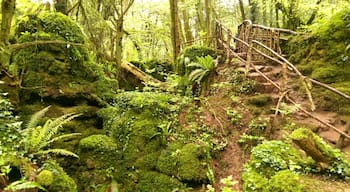 Magical woodland near the Forest of Dean. 