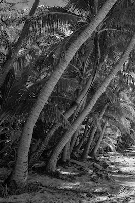 Coconut palms, Abong Beach, Sella Bay, Guam
#Beachtips