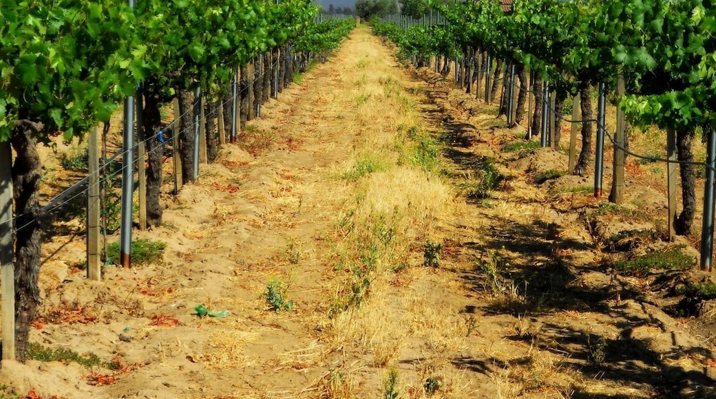 Ponte Winery, Temecula, California, United States of America