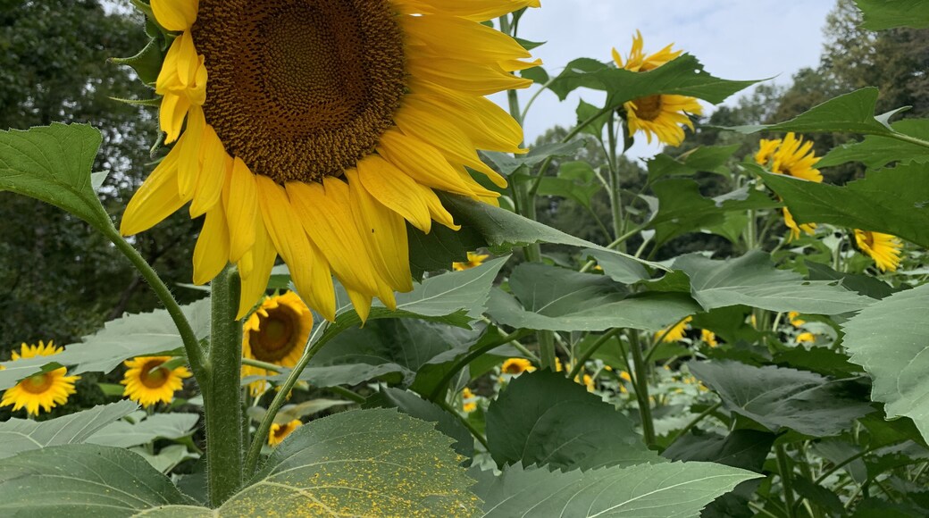 Visit Dawsonville 2022 Travel Guide for Dawsonville, Expedia