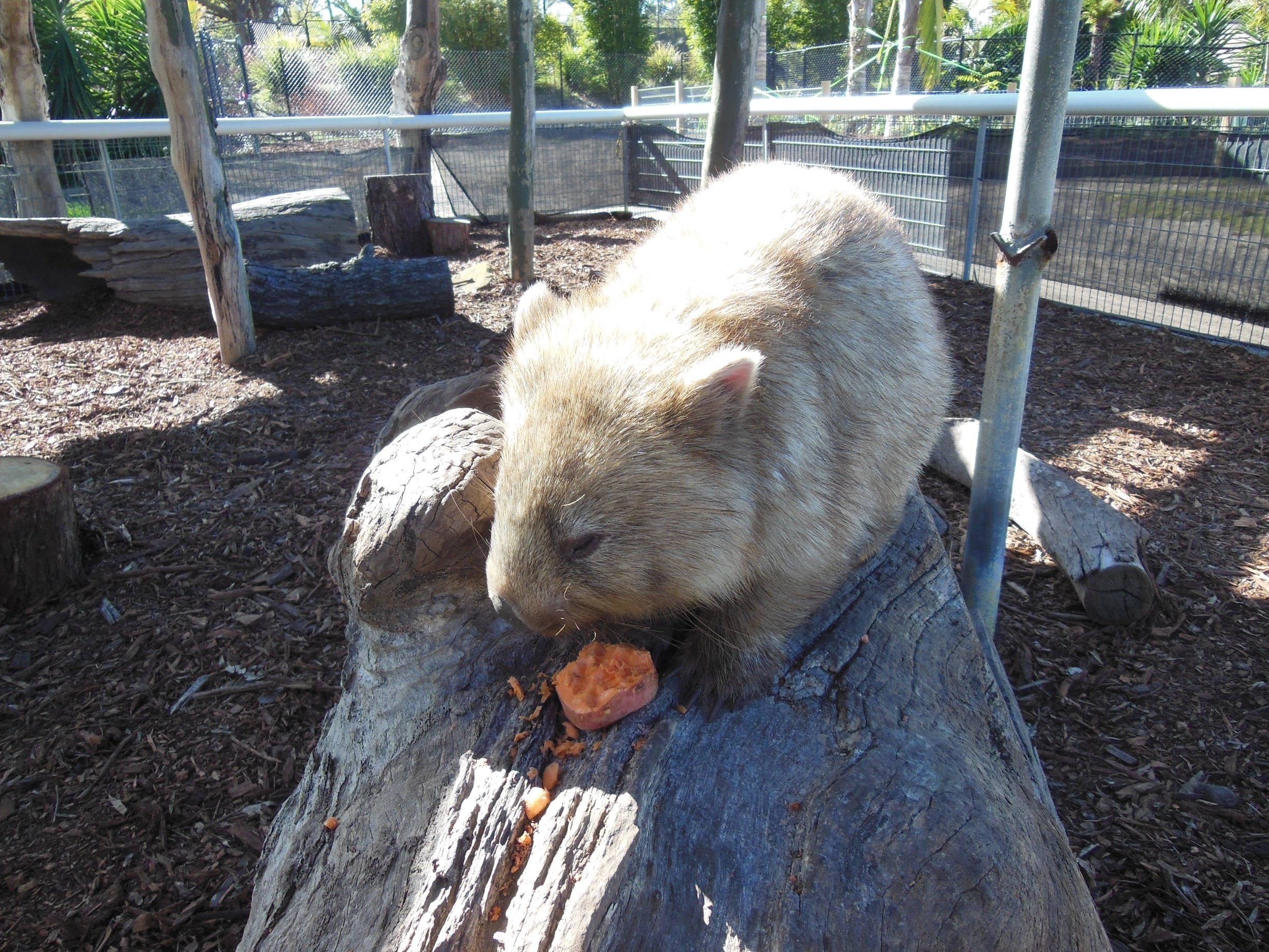 @destinationnsw @visitnsw @karunurak Meet Milli, The most adorable wombat ever ! 