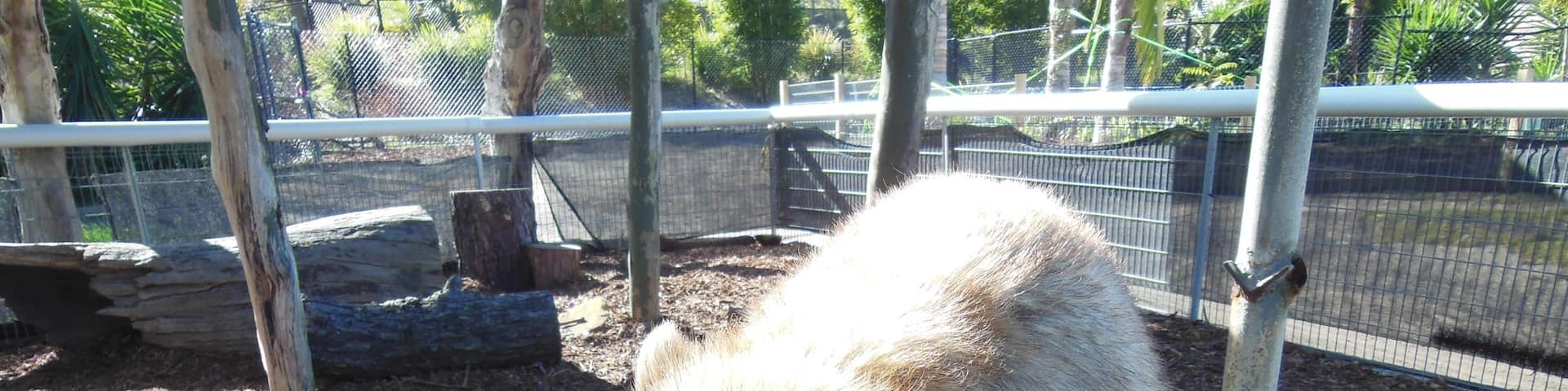 @destinationnsw @visitnsw @karunurak Meet Milli, The most adorable wombat ever !