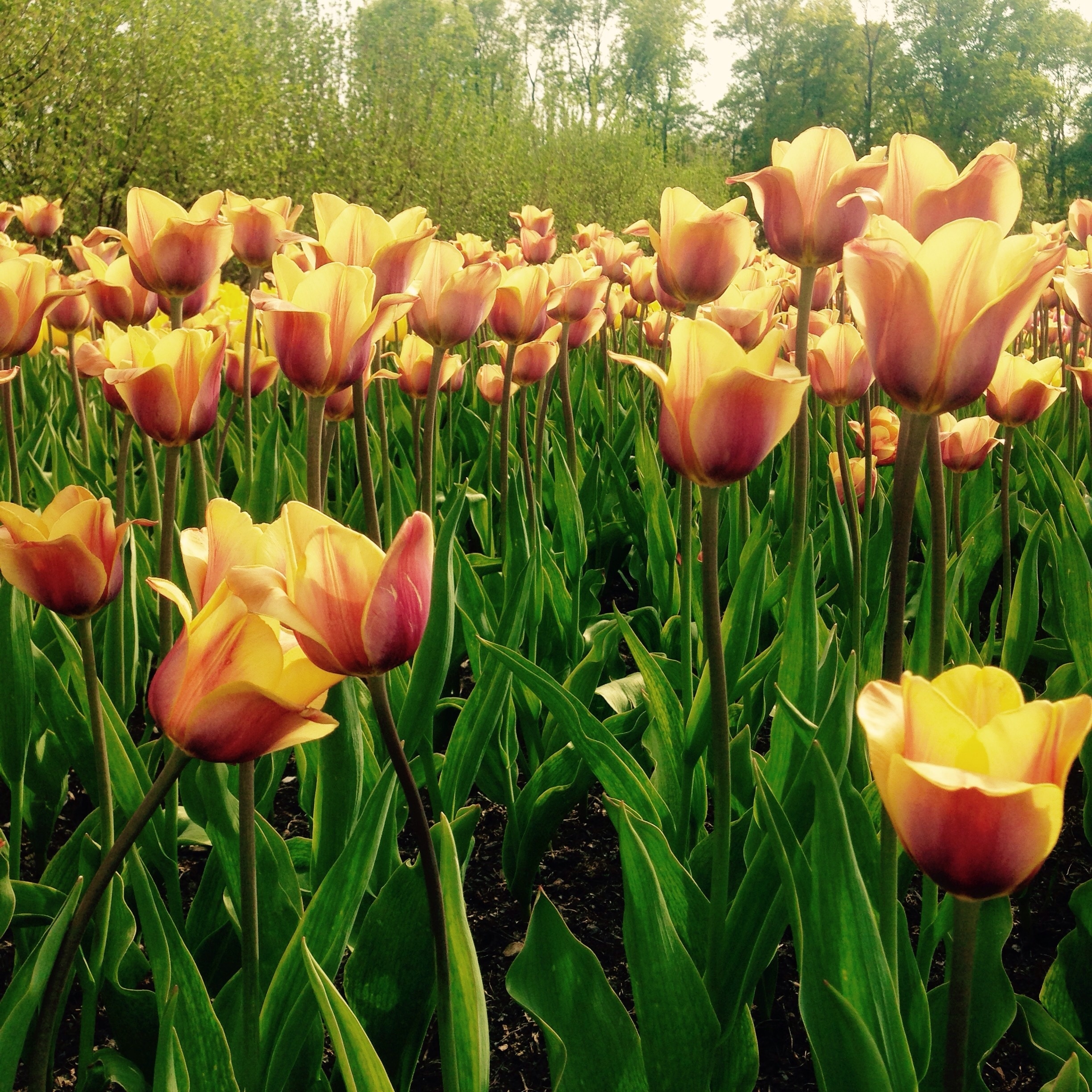 The arboretum at Penn State has a variety of fountains and gardens, including this field of tulips 🌷
#weekendgetaway
#colorful