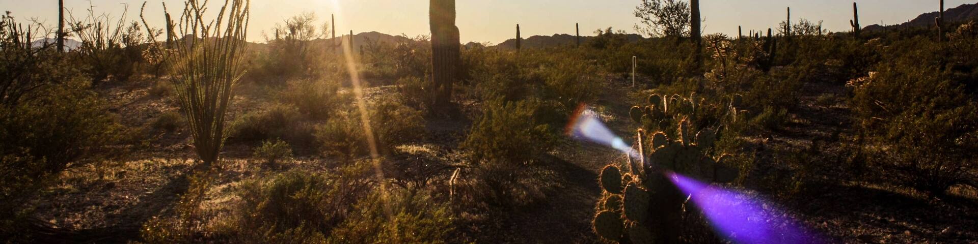 Some Organ Pipe Monument sunset love. #sunset #cactus #arizona #greatoutdoors #camping #adventure
