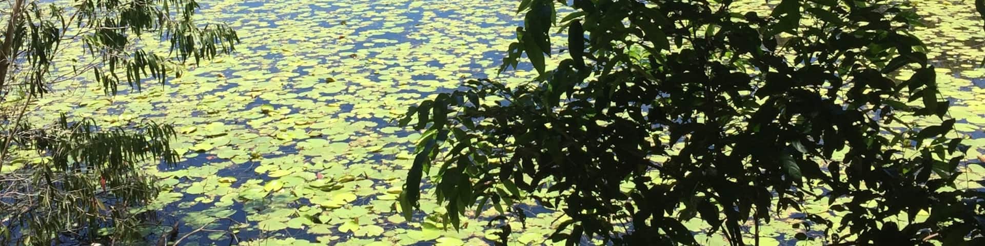 It was a hot day as we strolled through the wetlands but the sites were amazing! We saw several types of tropical birds and a water snake!