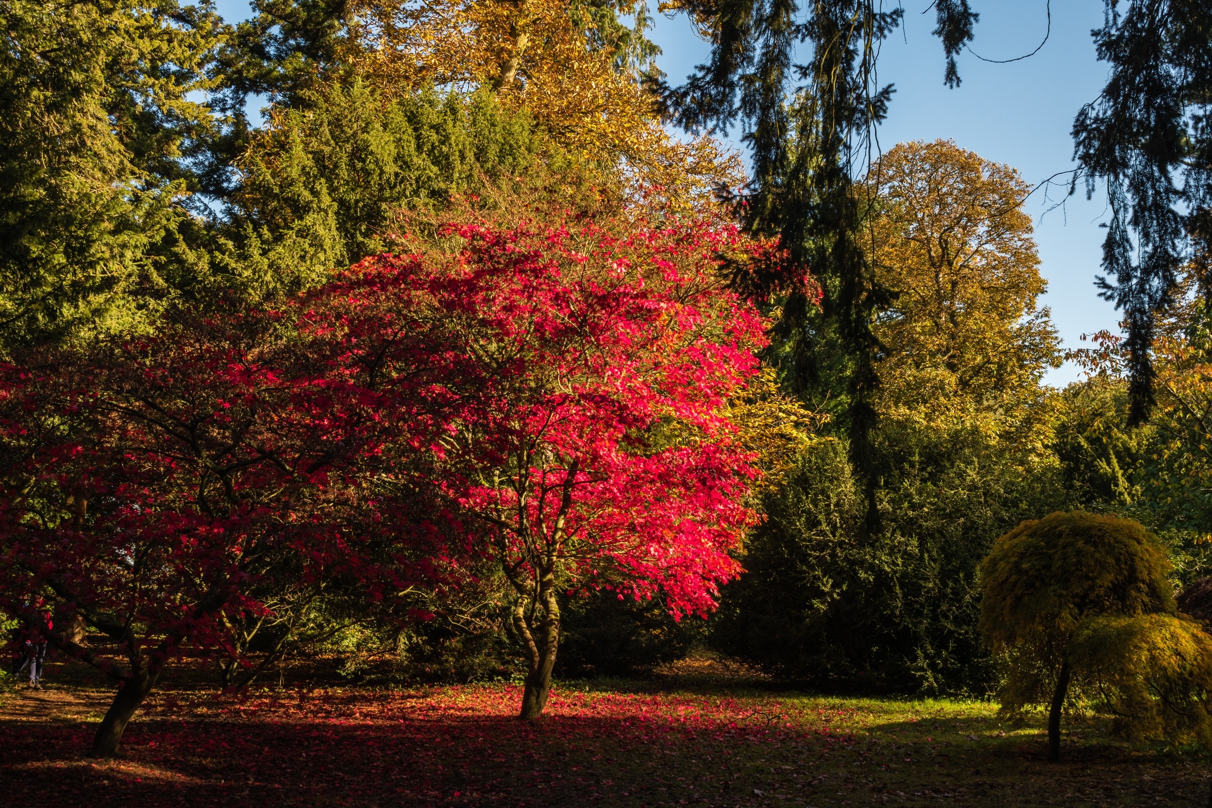 Westonbirt Arboretum, Tetbury, England, United Kingdom