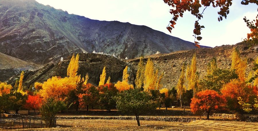 Autumn is the Indus Valley. Ladakh is one the highest inhabited places in the world. Deep in the high Himalayas at 12800 ft above sea level we have our share of nature and it’s colours.