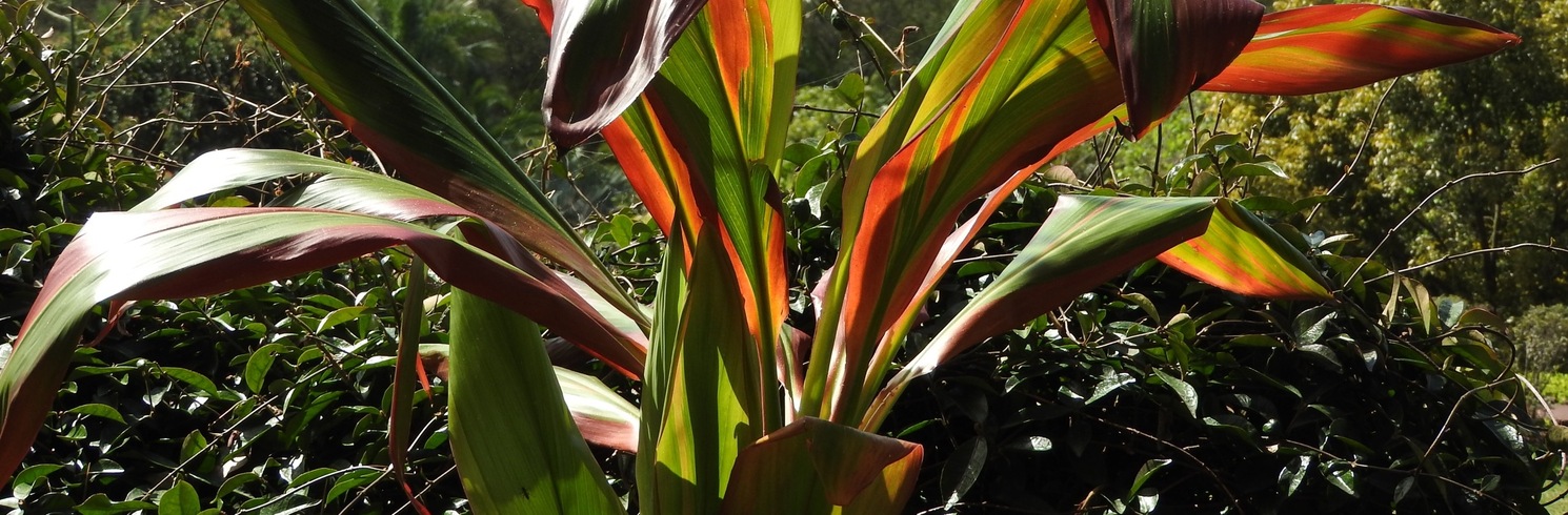 Funchal, Portugali