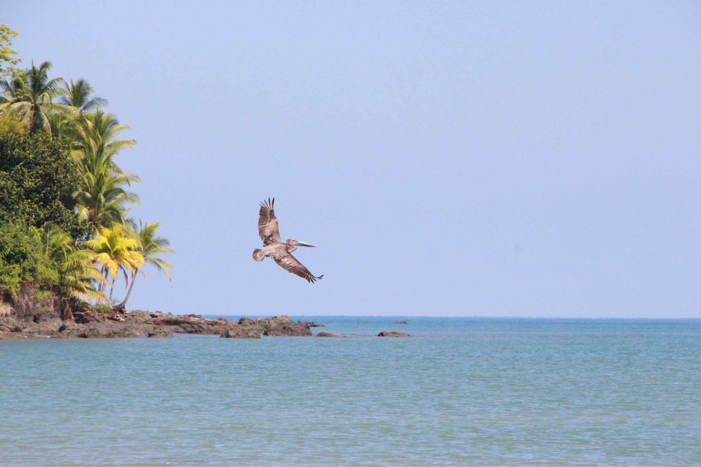 Caught this Pelican flying and diving for fish at the beach in Drake Bay Costa Rica.