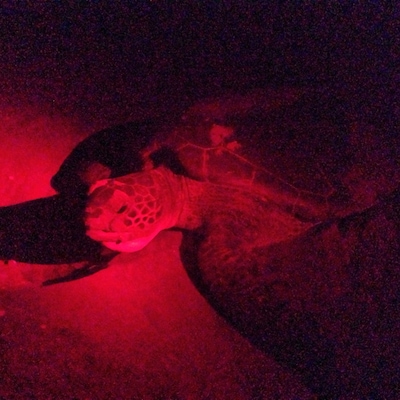 A night spent on the beach in total darkness minus some red light to see loggerhead and green turtles nesting. the hatchlings are also making the run to the sea for freedom!
