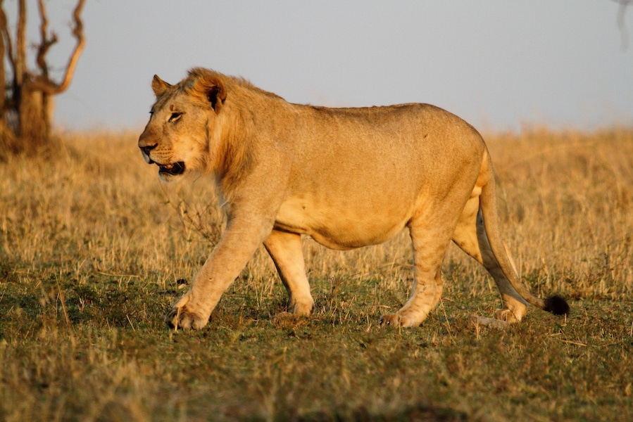 Young male lion in early morning light Maasai Mara Kenya Oct 2016 #maratriangle #maraplains #greatplainsconservation