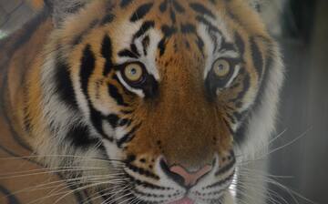 Top Hotels Closest to Tiger Kingdom Phuket in Kathu Top Hotels Closest to Tiger Kingdom Phuket in Kathu