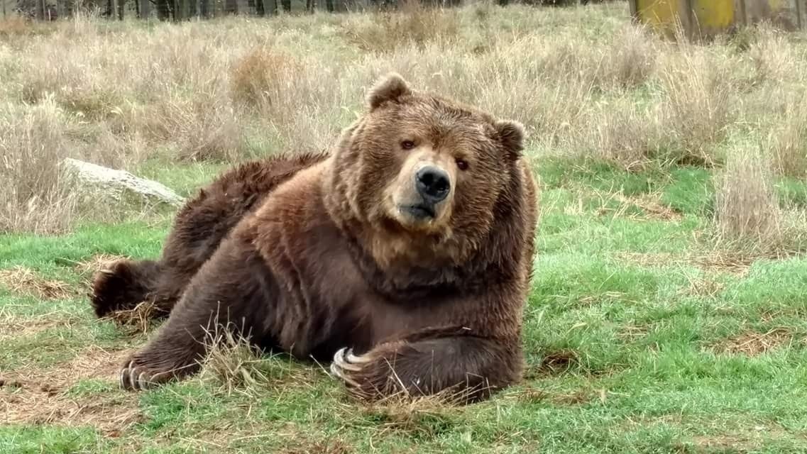 Waving Bears! Olympic Game Farm • Sequim, Washington 