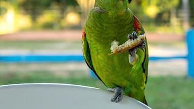 The owner fed the parrots every morning with bread and water like they were pets. But they were only there for a short time, before they flew back into the wild. #parrot #wildlife #animals 