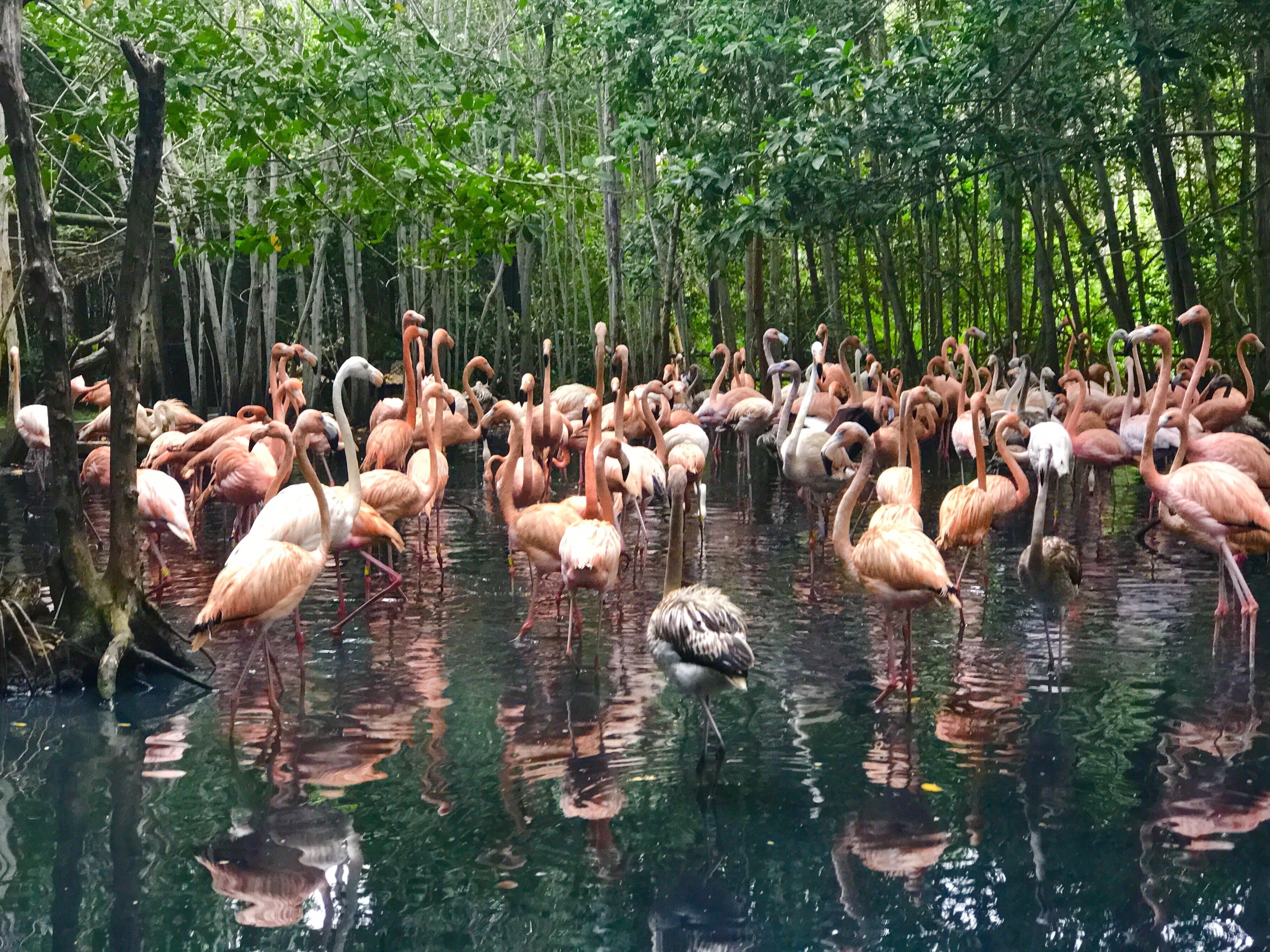 This was one of my favorite pictures from my trip to Cartagena. We hired a guide for the day and he took us out to this bird sanctuary. We would have never found this place or even have stopped had it not been for our guide. It ended up being one of my favorite things from the trip. #ontheroad