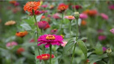 Fields of zinnias at Copper Creek Farms north of Atlanta. You can cut your own zinnias and sunflowers on the weekends at the end of June/ early July. 