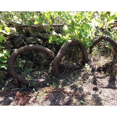 Impressive grapevine #Treetrove