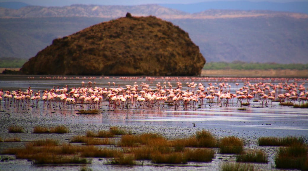 Lac Natron, Région d'Arusha, Tanzanie