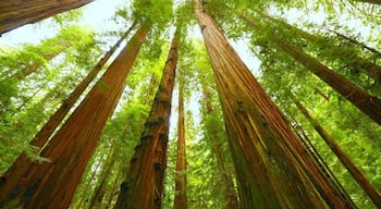 You can fin the oldest trees in this park