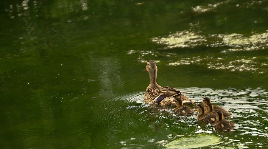 Out for a swim.